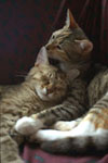 Dos gatitos mimosos